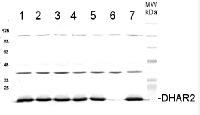 DHAR2 | Dehydroascorbate Reductase 2 in the group Antibodies Plant/Algal  / Environmental Stress / Oxidative stress at Agrisera AB (Antibodies for research) (AS11 1747)